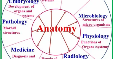 JAMB Cut Off Mark for Anatomy